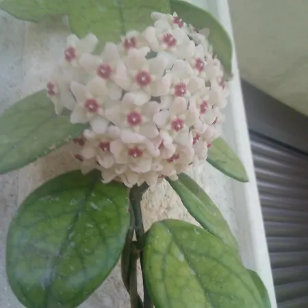 Rodiola House Appartamento