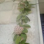 Rodiola House *