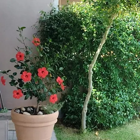 Apartament Rodiola House *