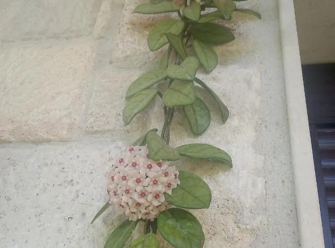 Rodiola House *